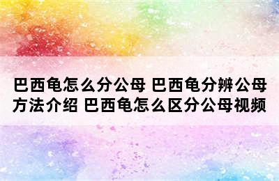 巴西龟怎么分公母 巴西龟分辨公母方法介绍 巴西龟怎么区分公母视频